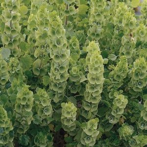 Bells of Ireland