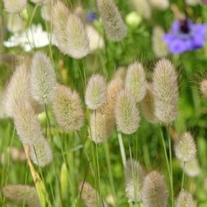 Bunny Tails