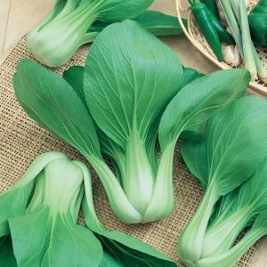 Pak Choi