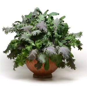 Simply Salad Storm Mixture
