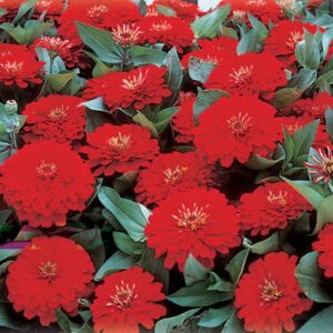Dreamland Scarlet