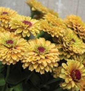 Queeny Lemon Peach