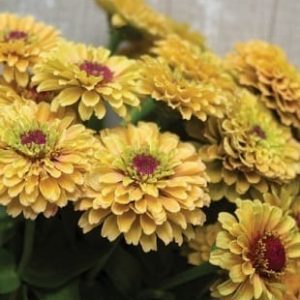 Queeny Lemon Peach