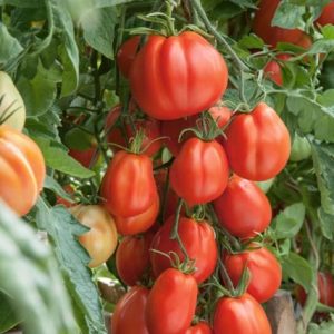 Giant Garden Paste