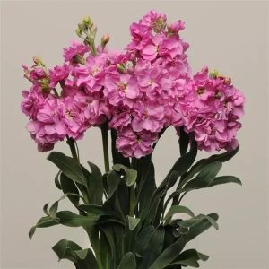 Katz Pink