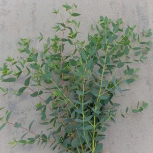 Small Leaved Gum