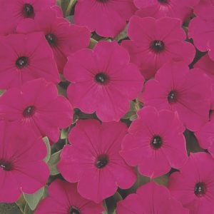 Tidal Wave Purple