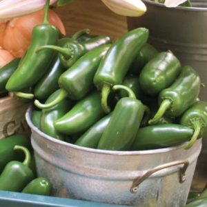 Jalapeño