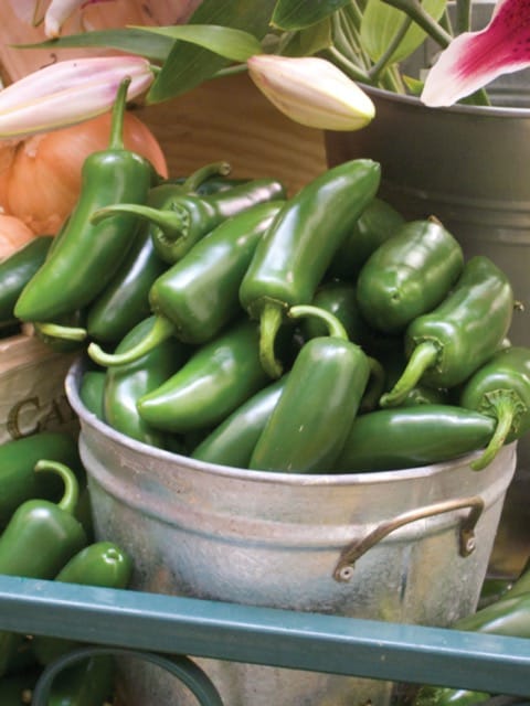 Jalapeño 1 Jalapeño
