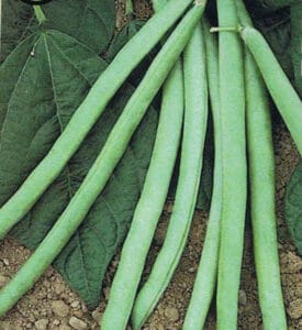 Jade