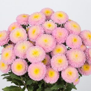 Bonita Shell Pink
