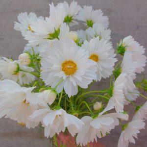 Fizzy White