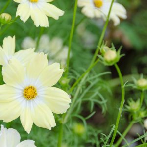 Xanthos