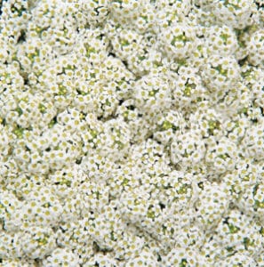 Wonderland White