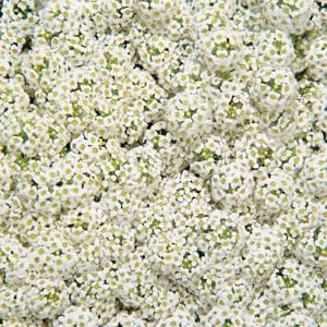 Wonderland White