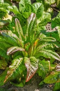 Deer Tongue Red
