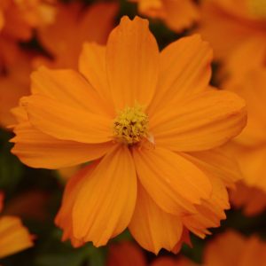 Mandarin Orange