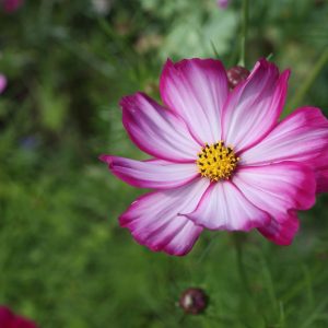 Fizzy Rose Picotee