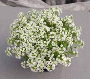Giga White