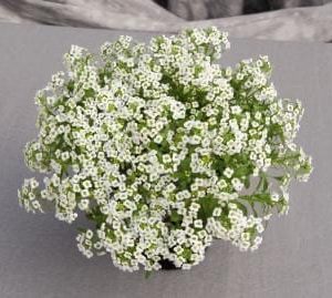 Giga White