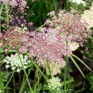 Daucus Dara