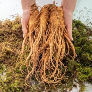 American Ginseng