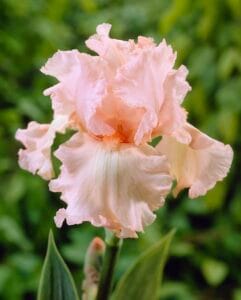 Pink Attraction