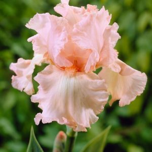 Pink Attraction