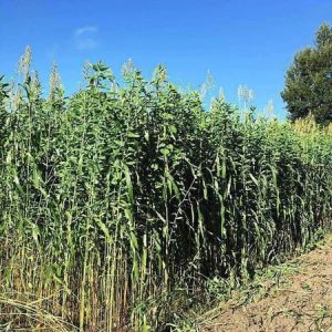 Egyptian Wheat