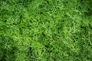 Fernleaf