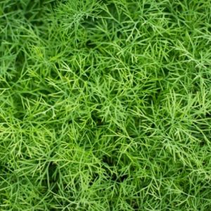 Fernleaf
