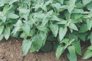Catnip