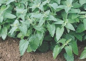 Catnip