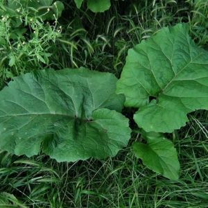Burdock