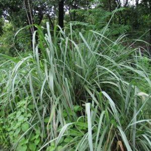 Lemon Grass
