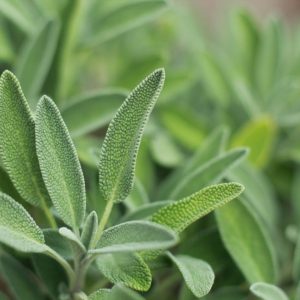 Sage