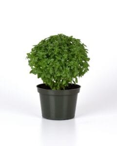 Bonsai