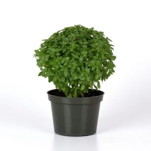 Bonsai