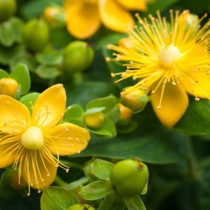 St John's Wort