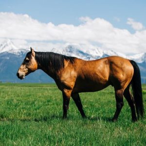 Champion Pasture Mix