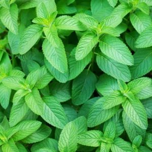 Spearmint