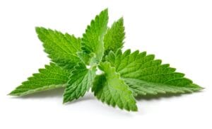 Peppermint