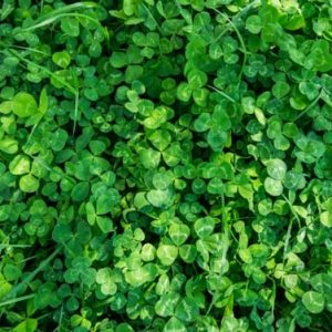 Miniature Clover