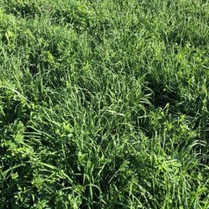 Horse Hay Mix
