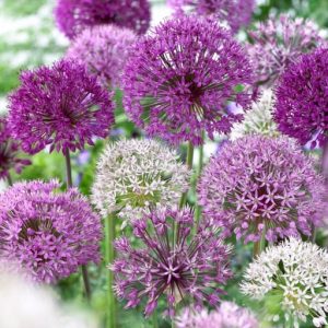 Wild About Allium