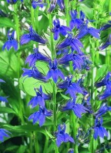 Blue Cardinal Flower