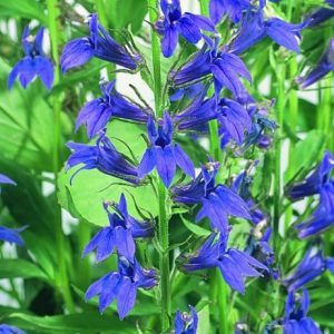 Blue Cardinal Flower