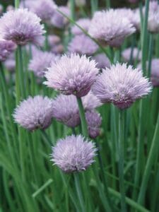 Onion