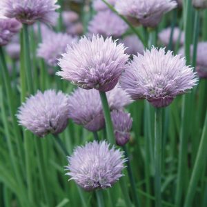 Onion