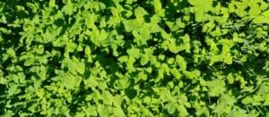 Pennyroyal